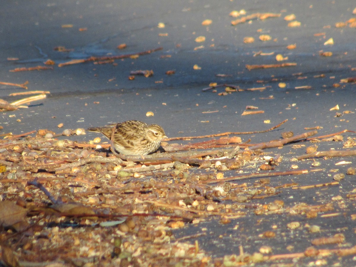 Eurasian Skylark - Steve Freed