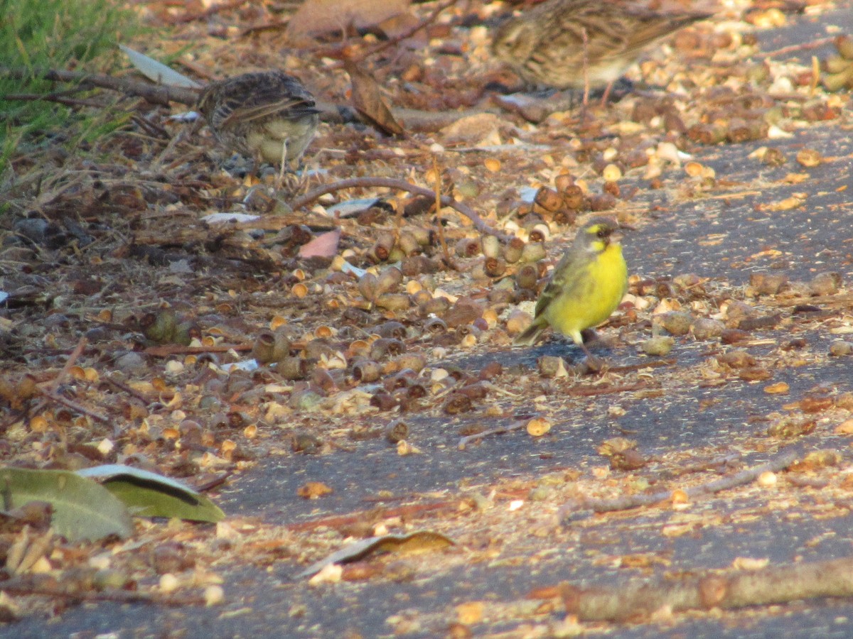 Yellow-fronted Canary - Steve Freed