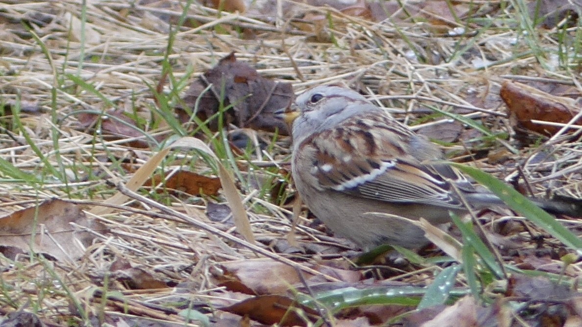 American Tree Sparrow - ML303219971