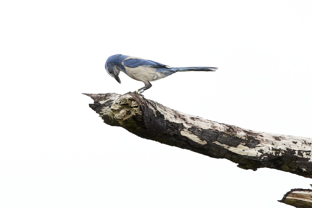 Florida Scrub-Jay - mark druziak