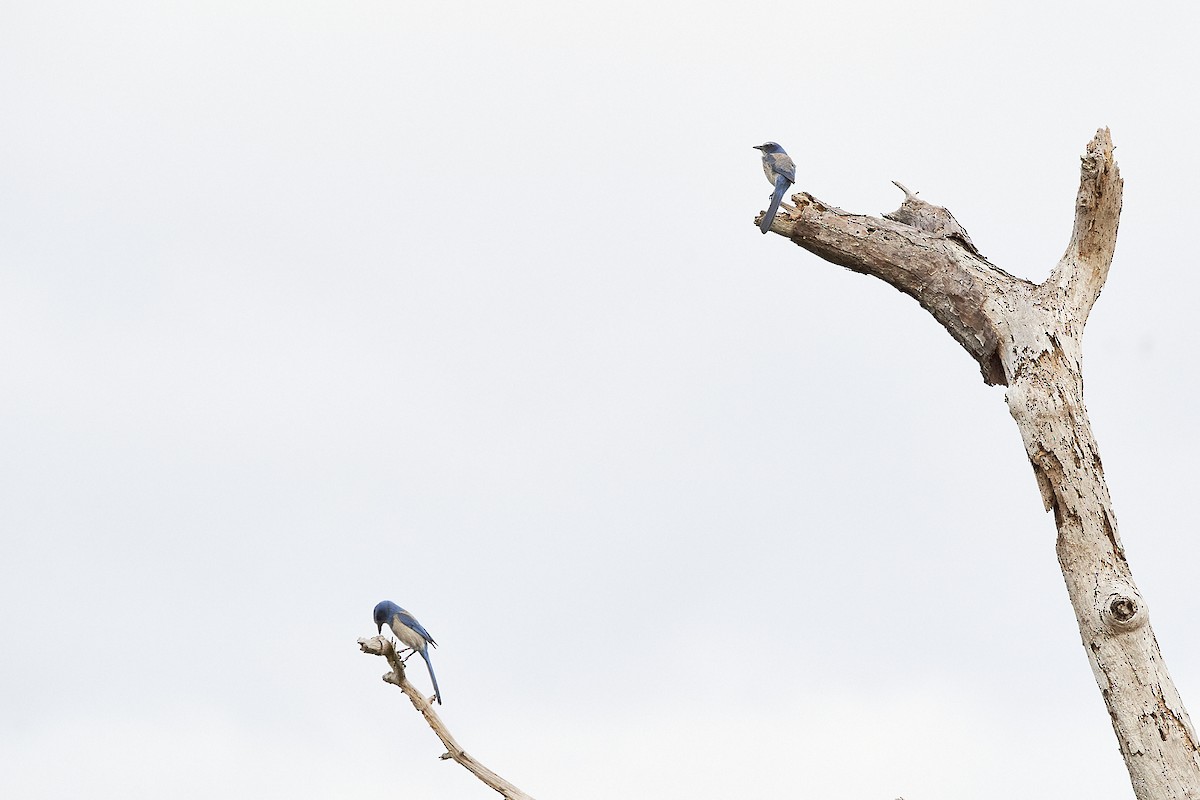 Florida Scrub-Jay - ML303220091