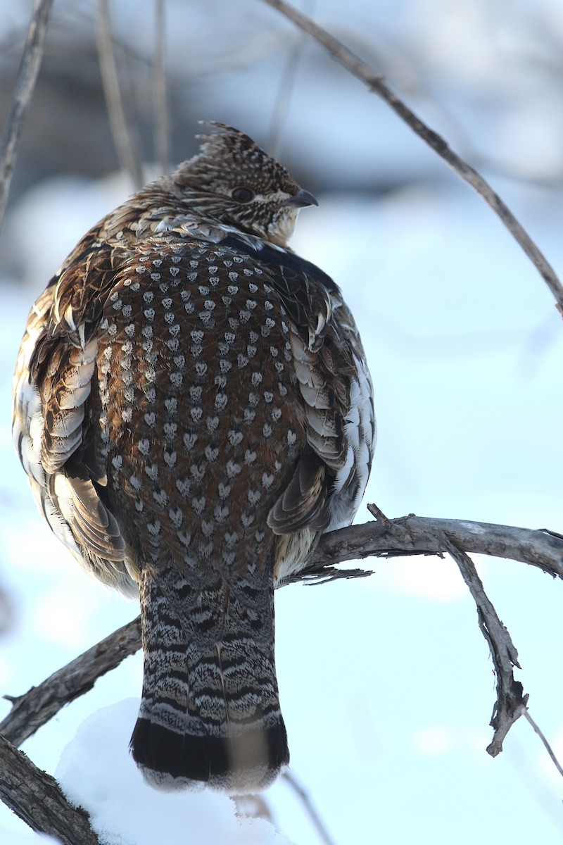 Ruffed Grouse - ML303220481