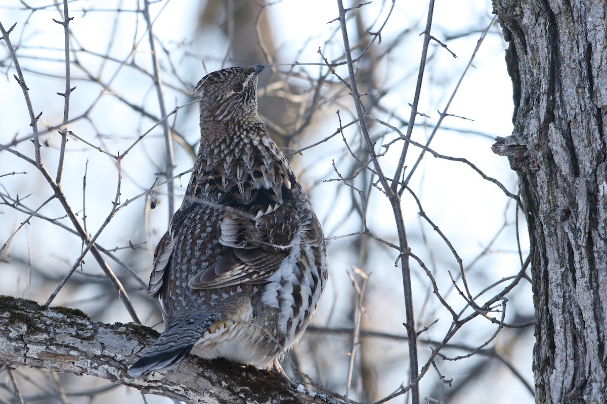 Ruffed Grouse - ML303220501