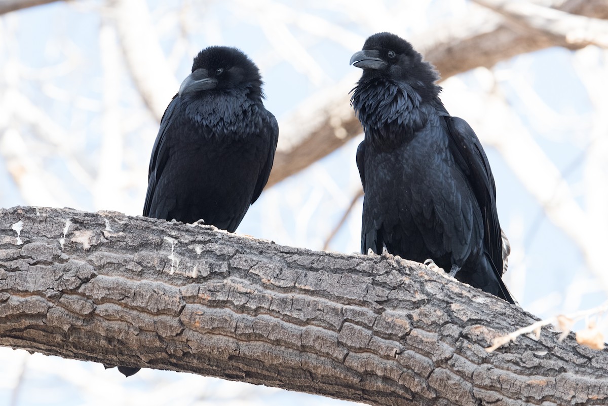 Chihuahuan Raven - ML303221191