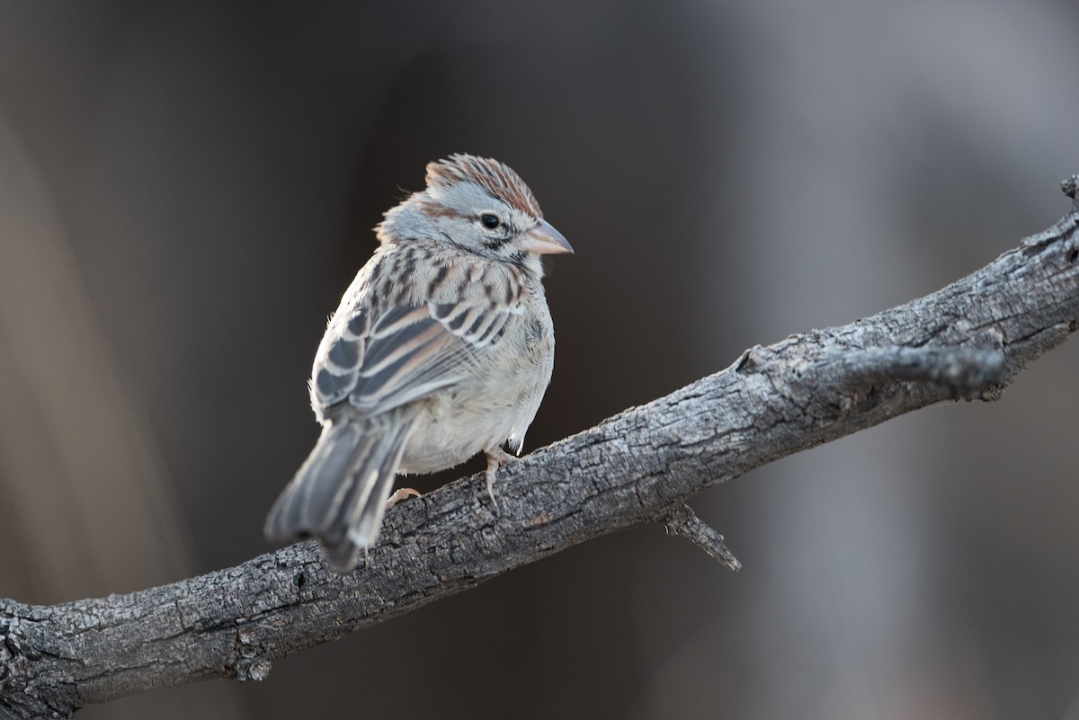 Rufous-winged Sparrow - ML303221301