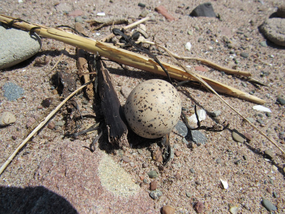 Piping Plover - ML30322171