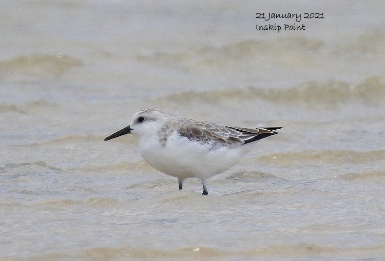 Bécasseau sanderling - ML303221761