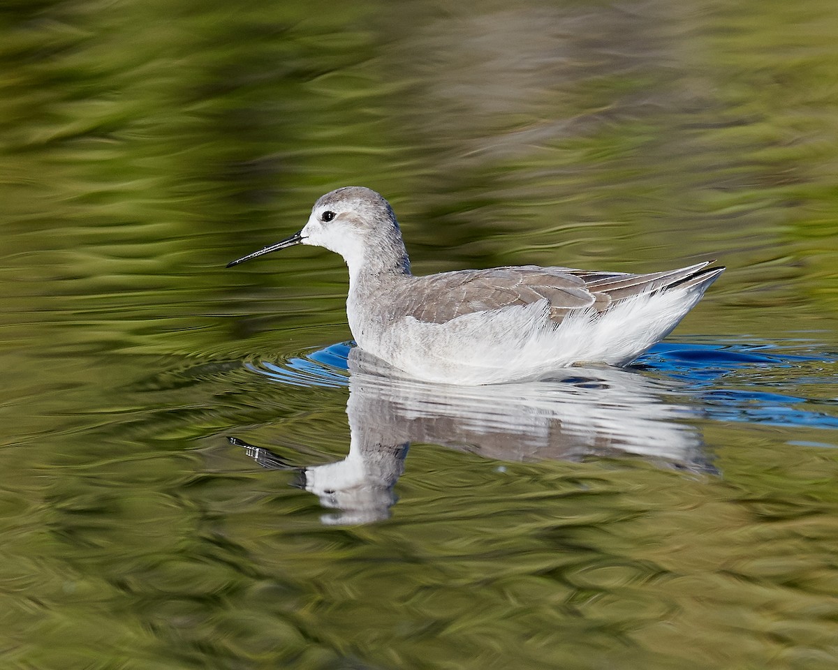 hvithalesvømmesnipe - ML303222481