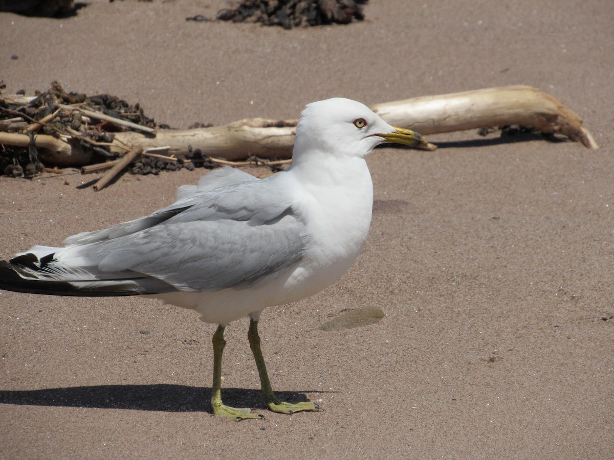 Ring-billed Gull - ML30322291