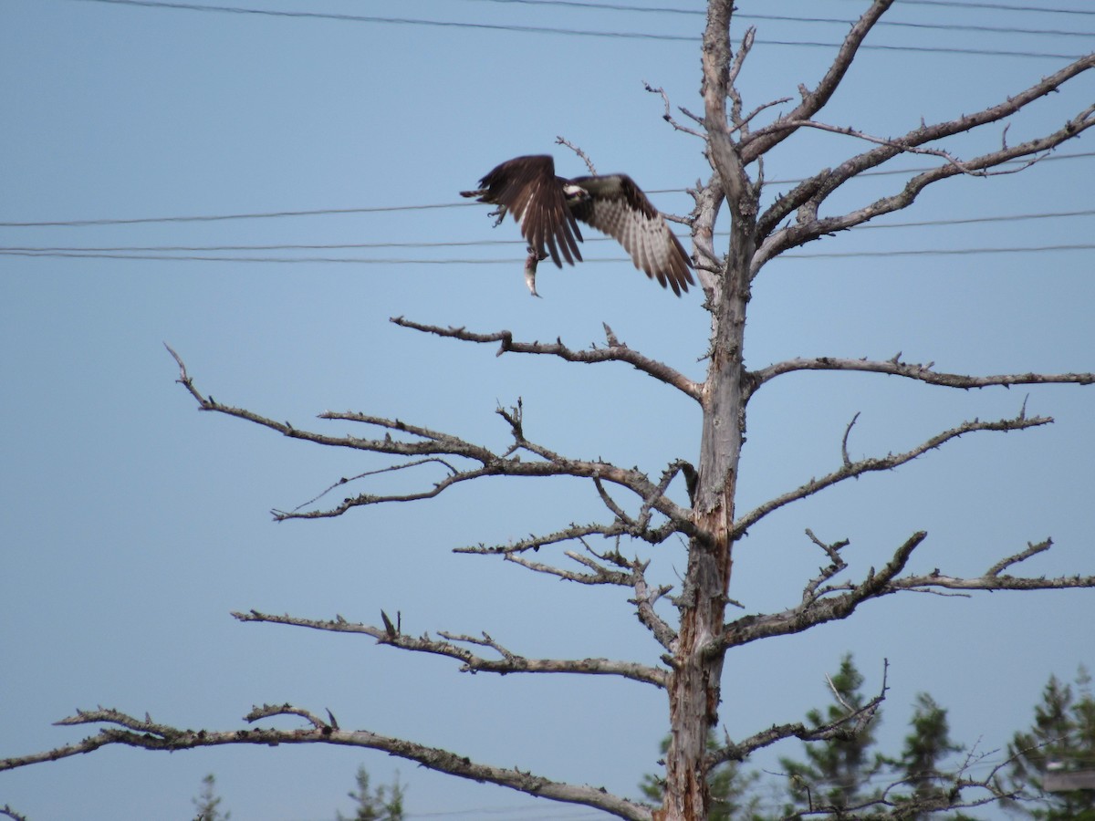 Osprey - Lewnanny Richardson