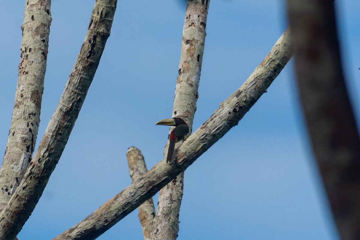 Ivory-billed Aracari - ML303224291