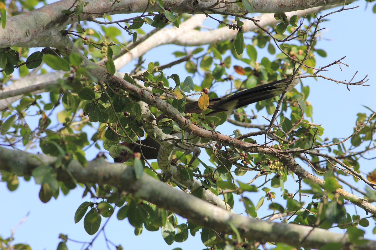 Chestnut-winged Chachalaca - ML303224721