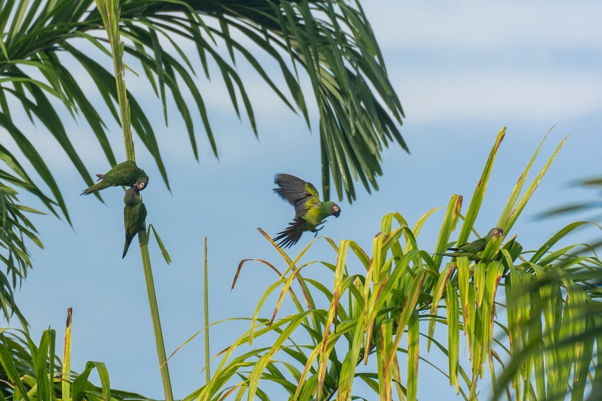 Dusky-headed Parakeet - George Dávila