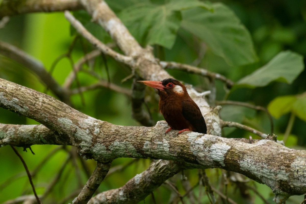 White-eared Jacamar - George Dávila