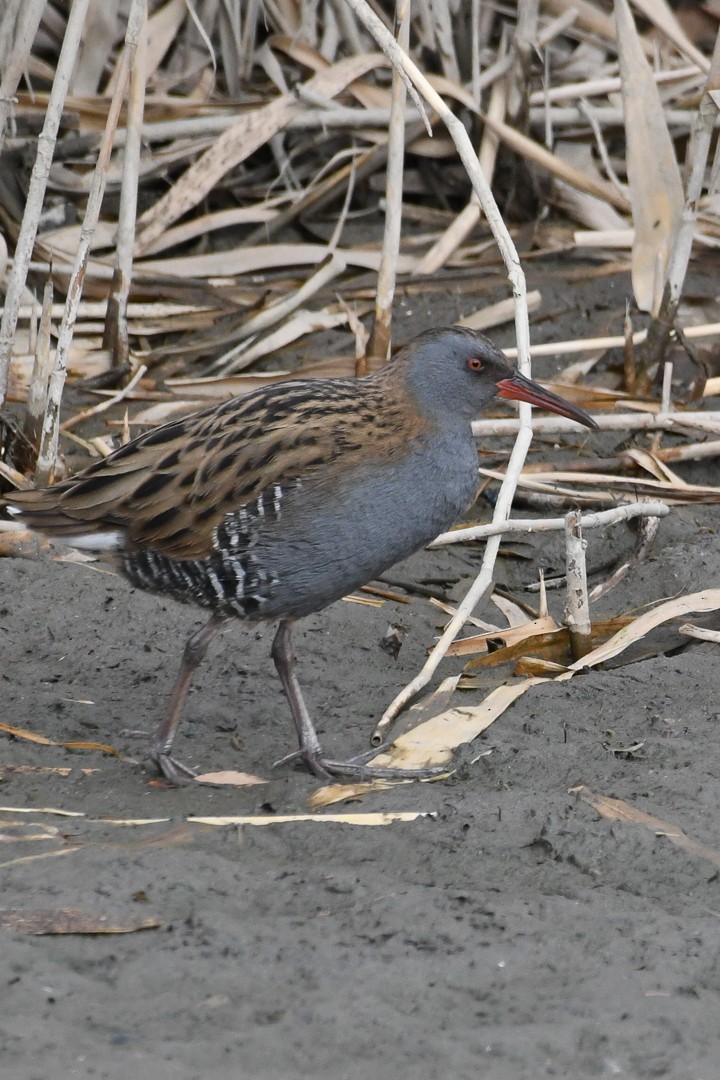 Water Rail - ML303229421