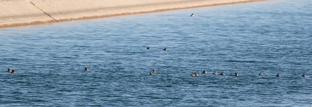 Lesser Scaup - ML303229551
