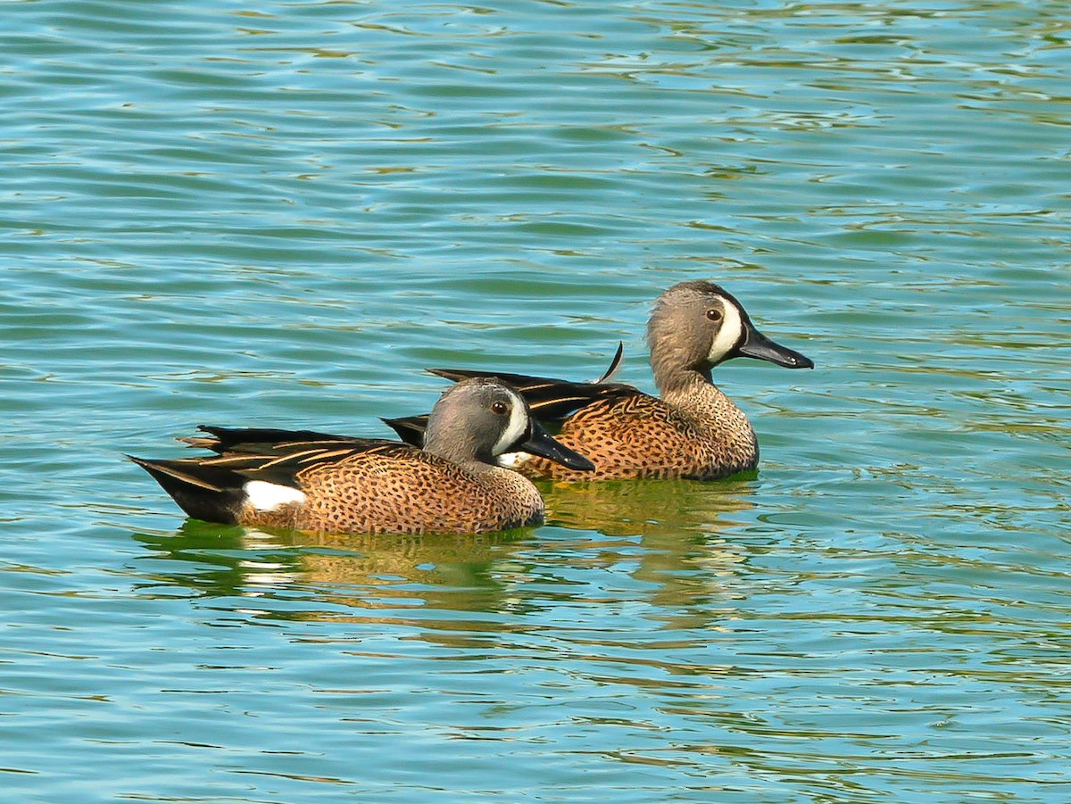 Blue-winged Teal - Peter Kemp