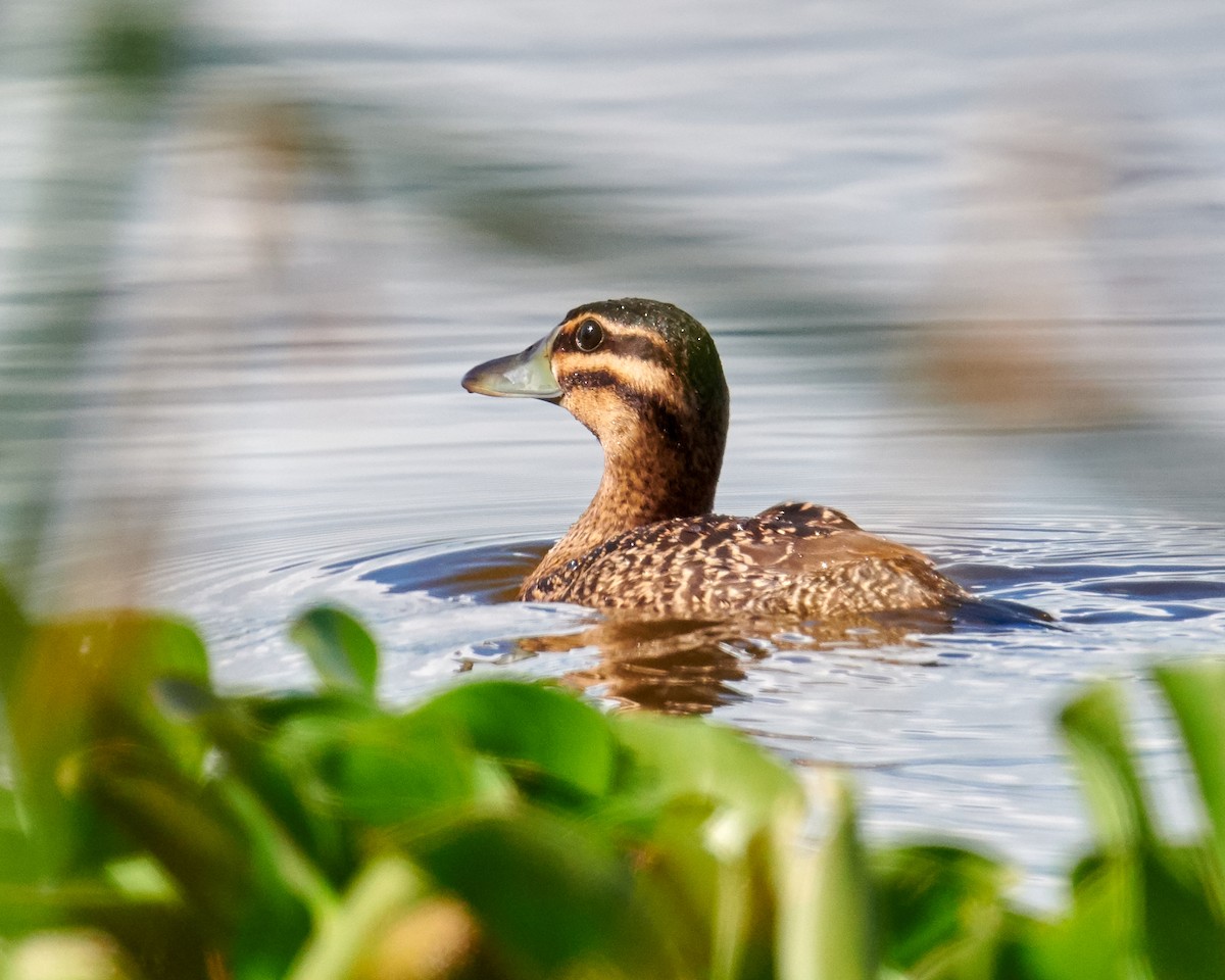 Masked Duck - Mario Espinosa