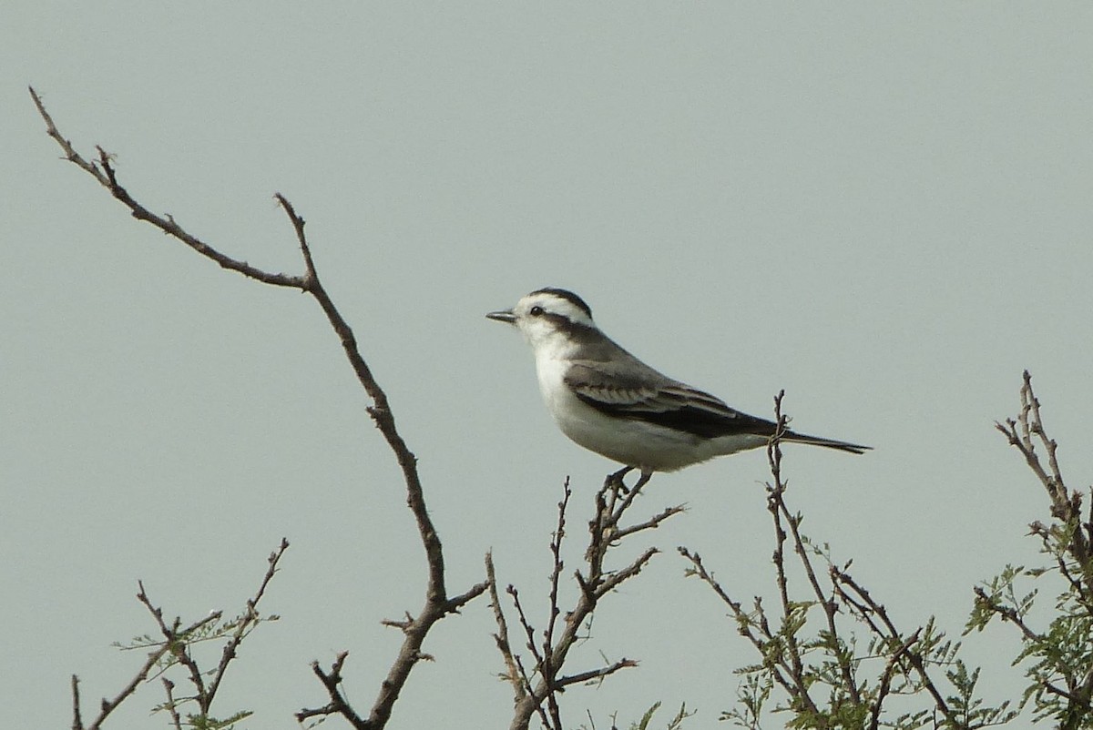 Black-crowned Monjita - ML303232781