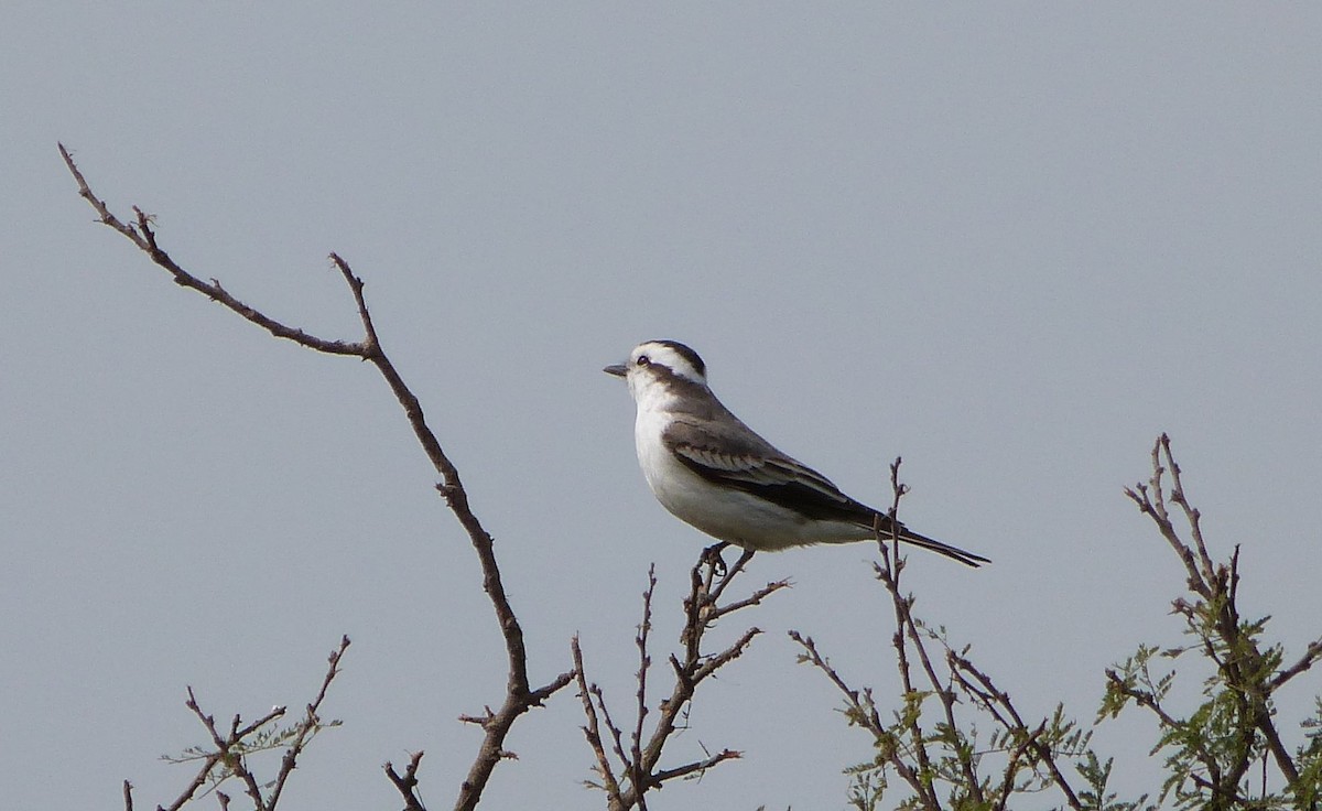 Black-crowned Monjita - ML303232791