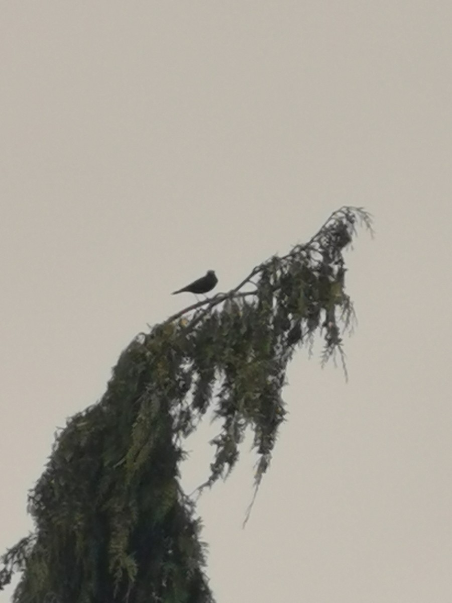 Spectacled Tyrant - ML303234951