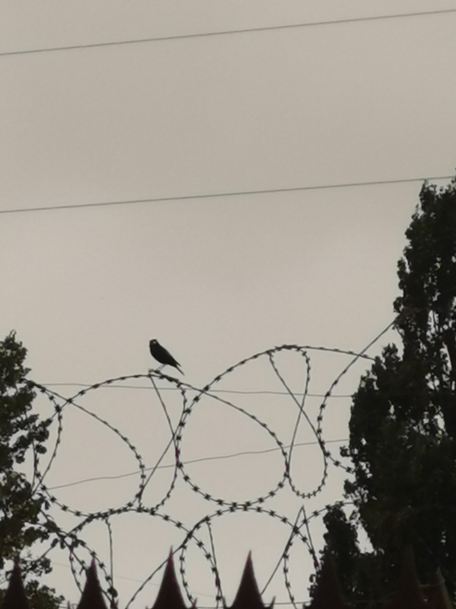 Spectacled Tyrant - ML303234971