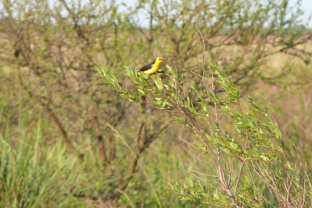 Saffron-cowled Blackbird - ML303236431