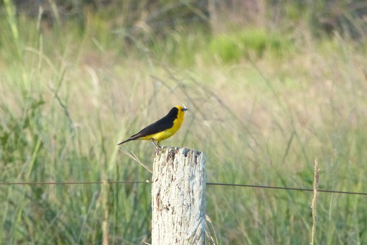 Saffron-cowled Blackbird - ML303236481