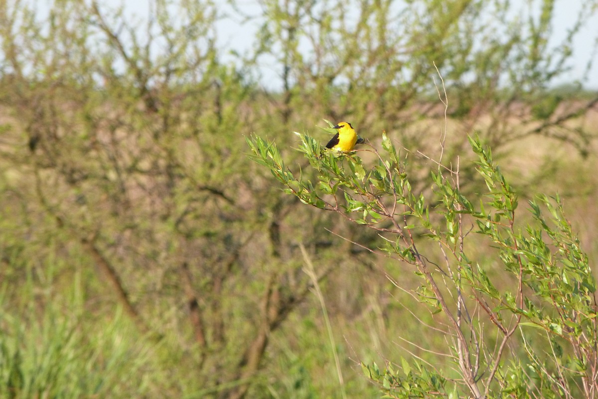 Saffron-cowled Blackbird - ML303236621