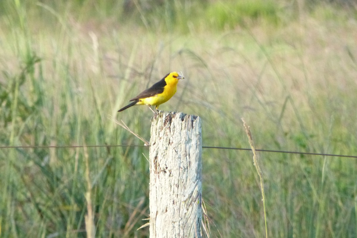 Saffron-cowled Blackbird - ML303236681