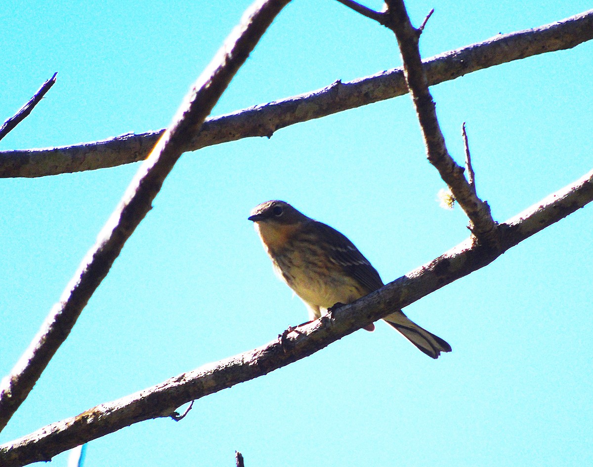 Yellow-rumped Warbler (Myrtle) - ML303237951