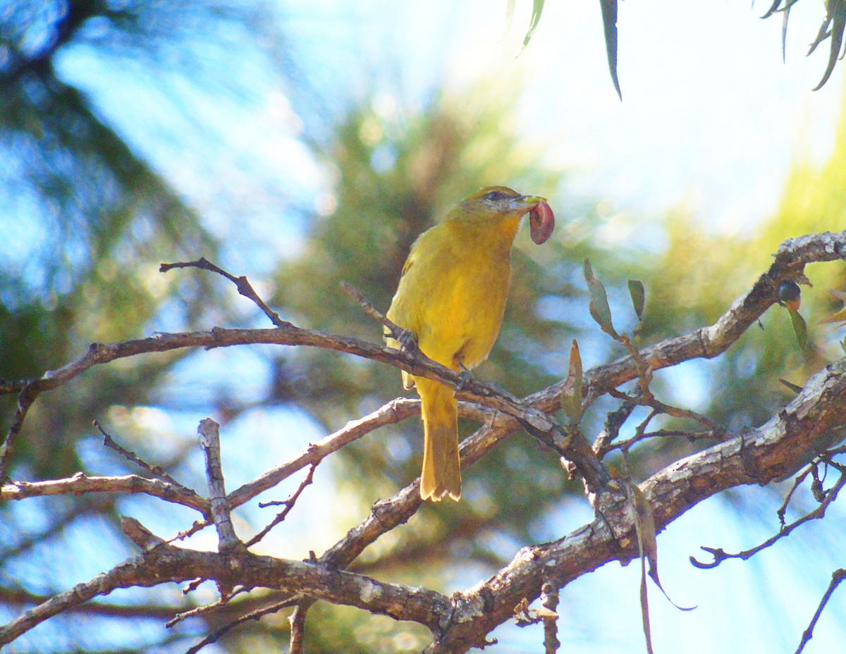 Hepatic Tanager - ML303238031