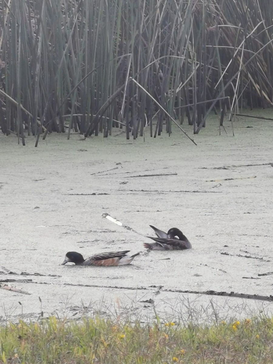 Chiloe Wigeon - ML303238371