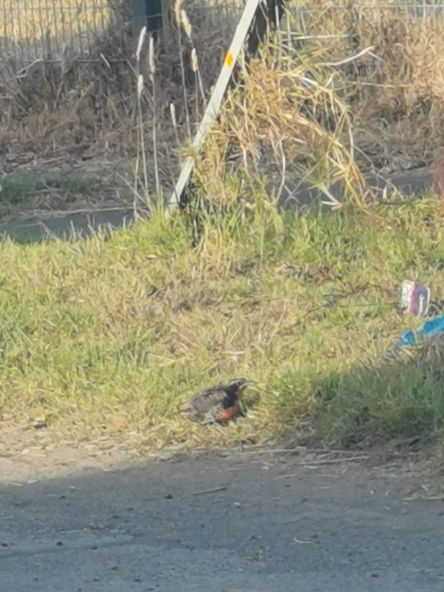 Long-tailed Meadowlark - ML303238591