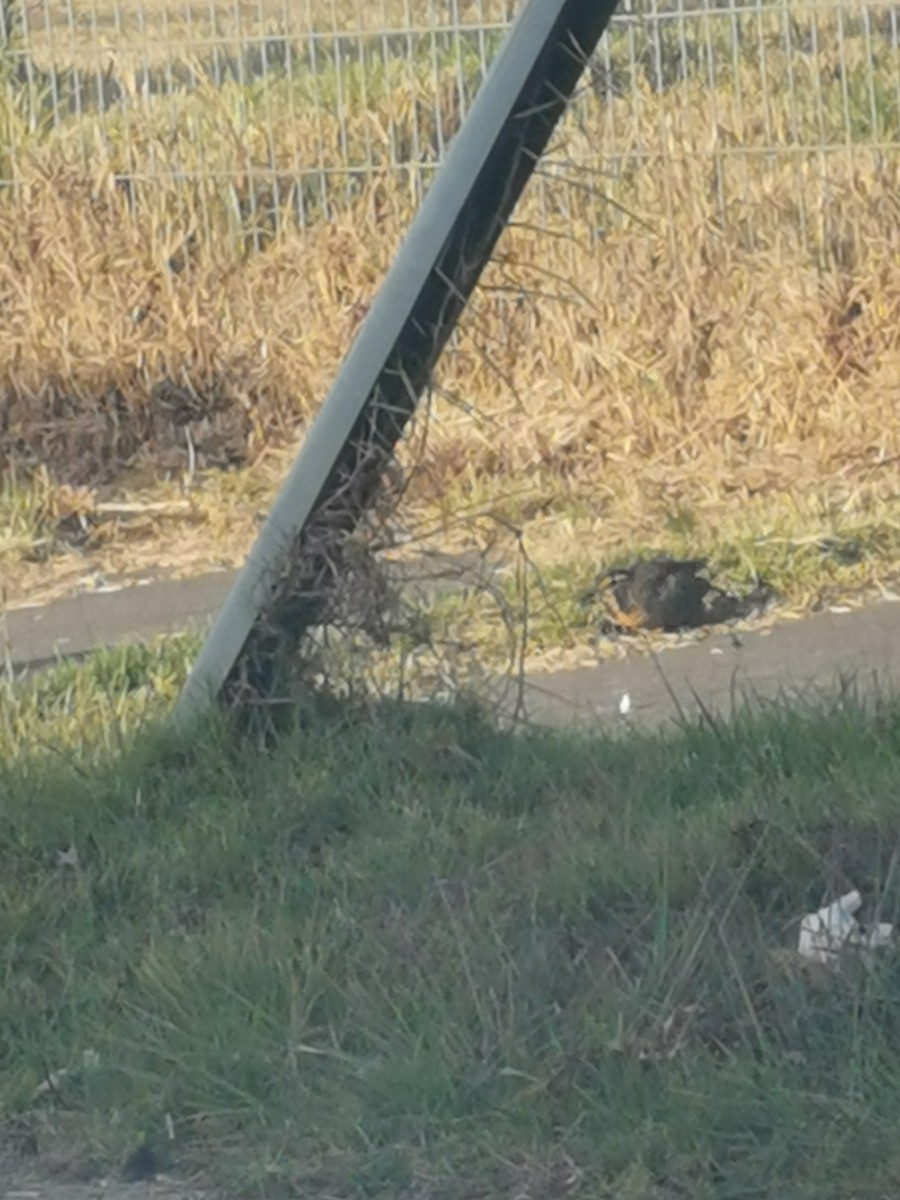 Long-tailed Meadowlark - ML303238601