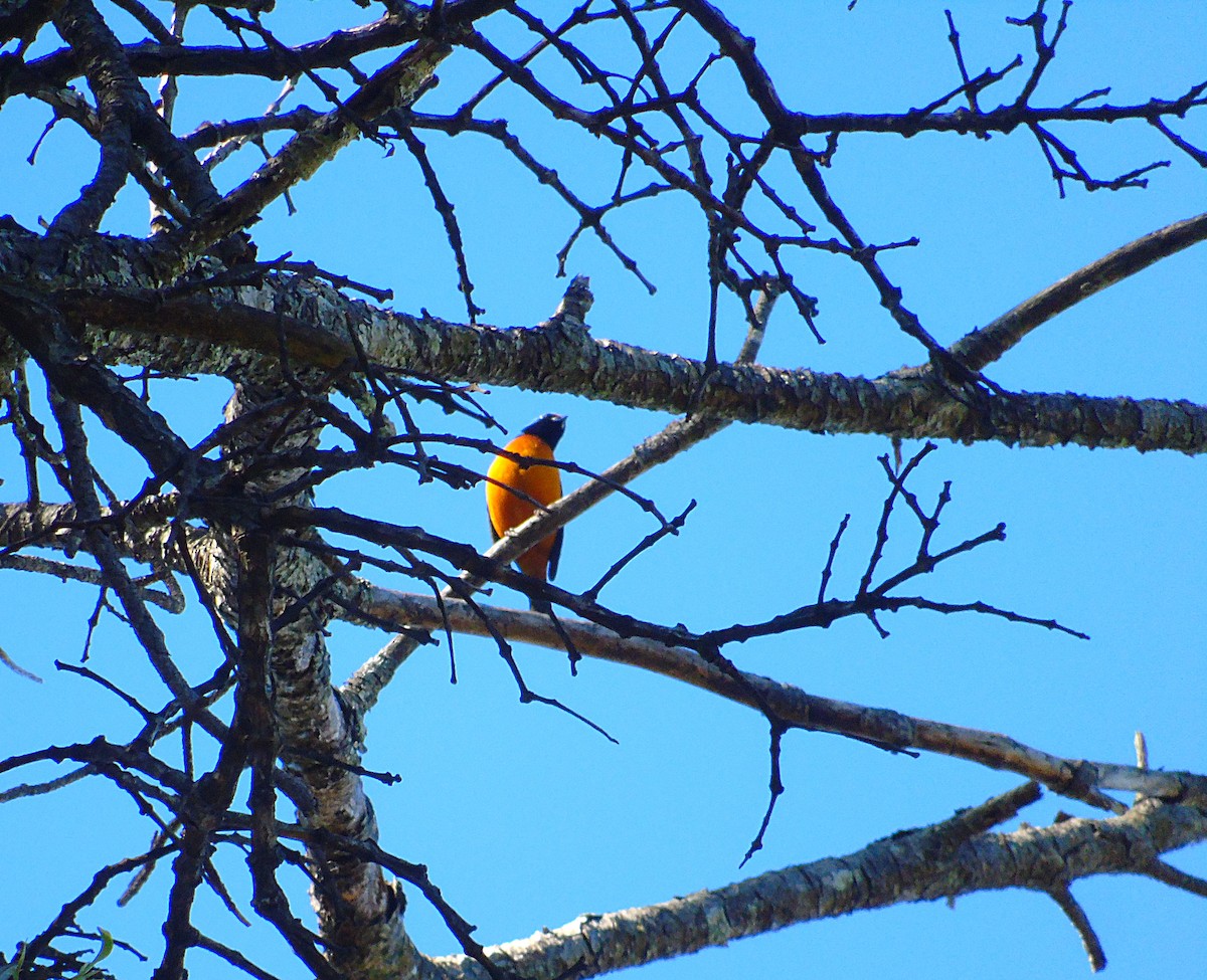 Elegant Euphonia - Isaí López