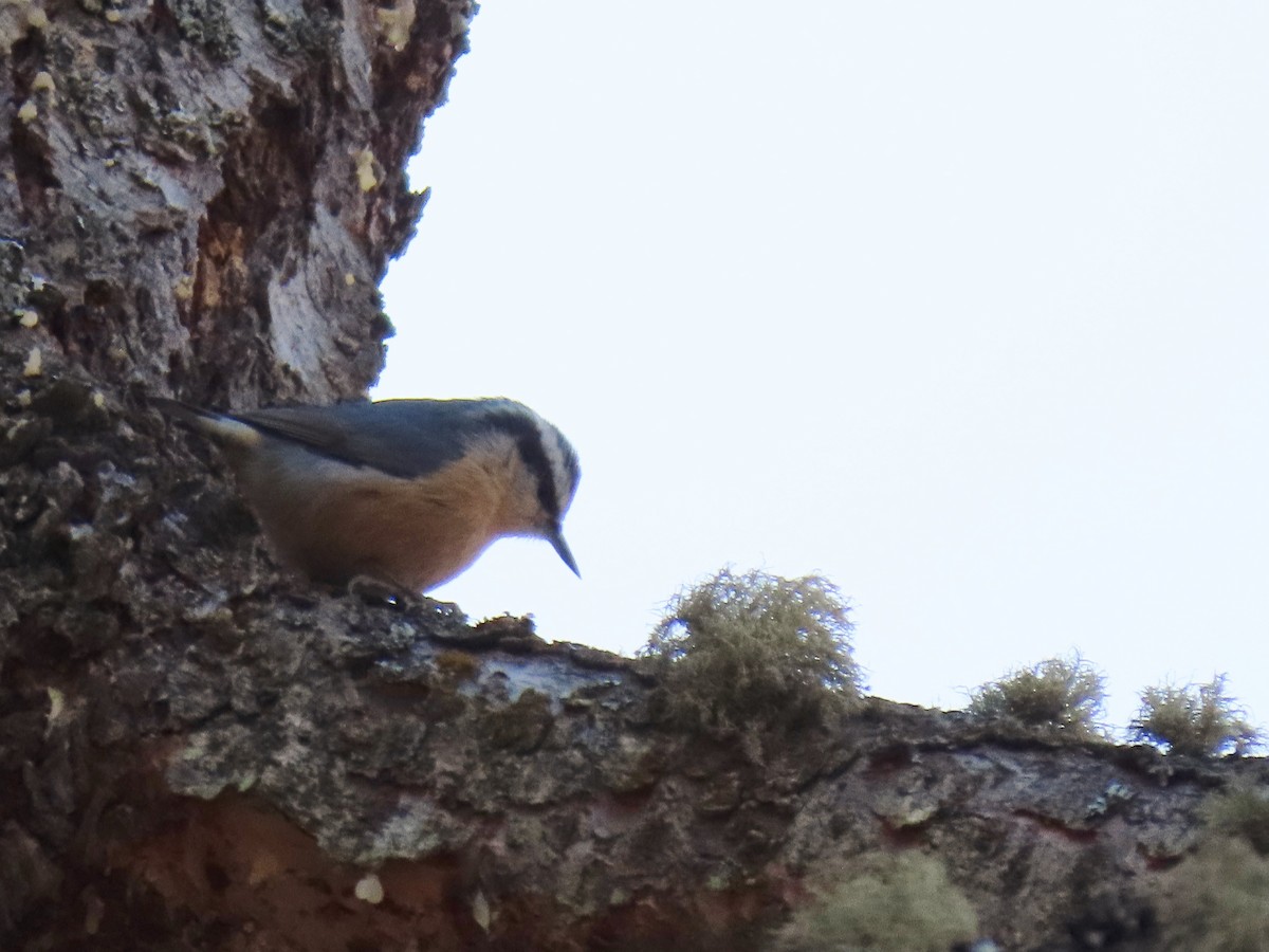 Red-breasted Nuthatch - ML303239141