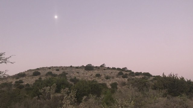 קיכלי נודד - ML303242411