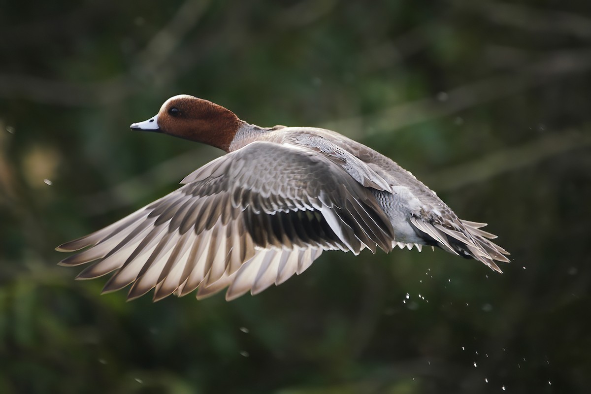 Eurasian Wigeon - ML303242871