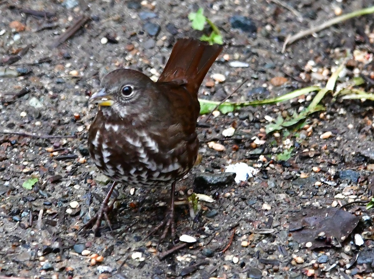 Fox Sparrow - ML303243311