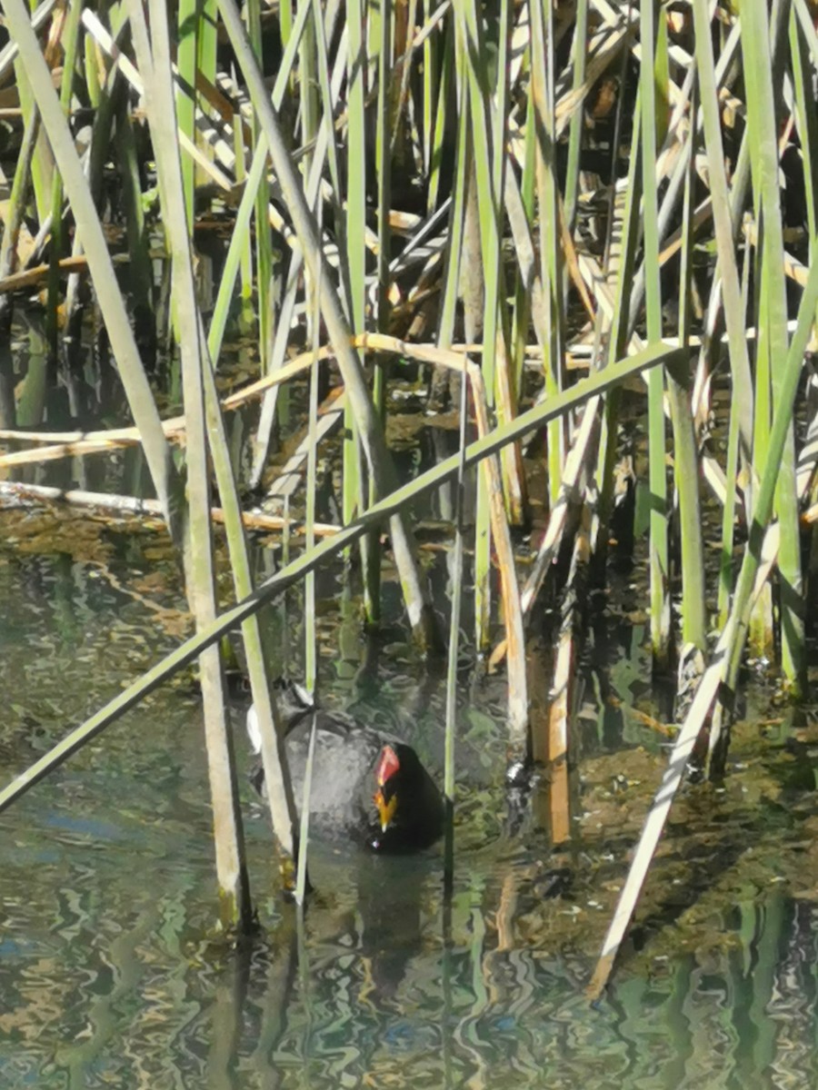 Red-fronted Coot - ML303243351