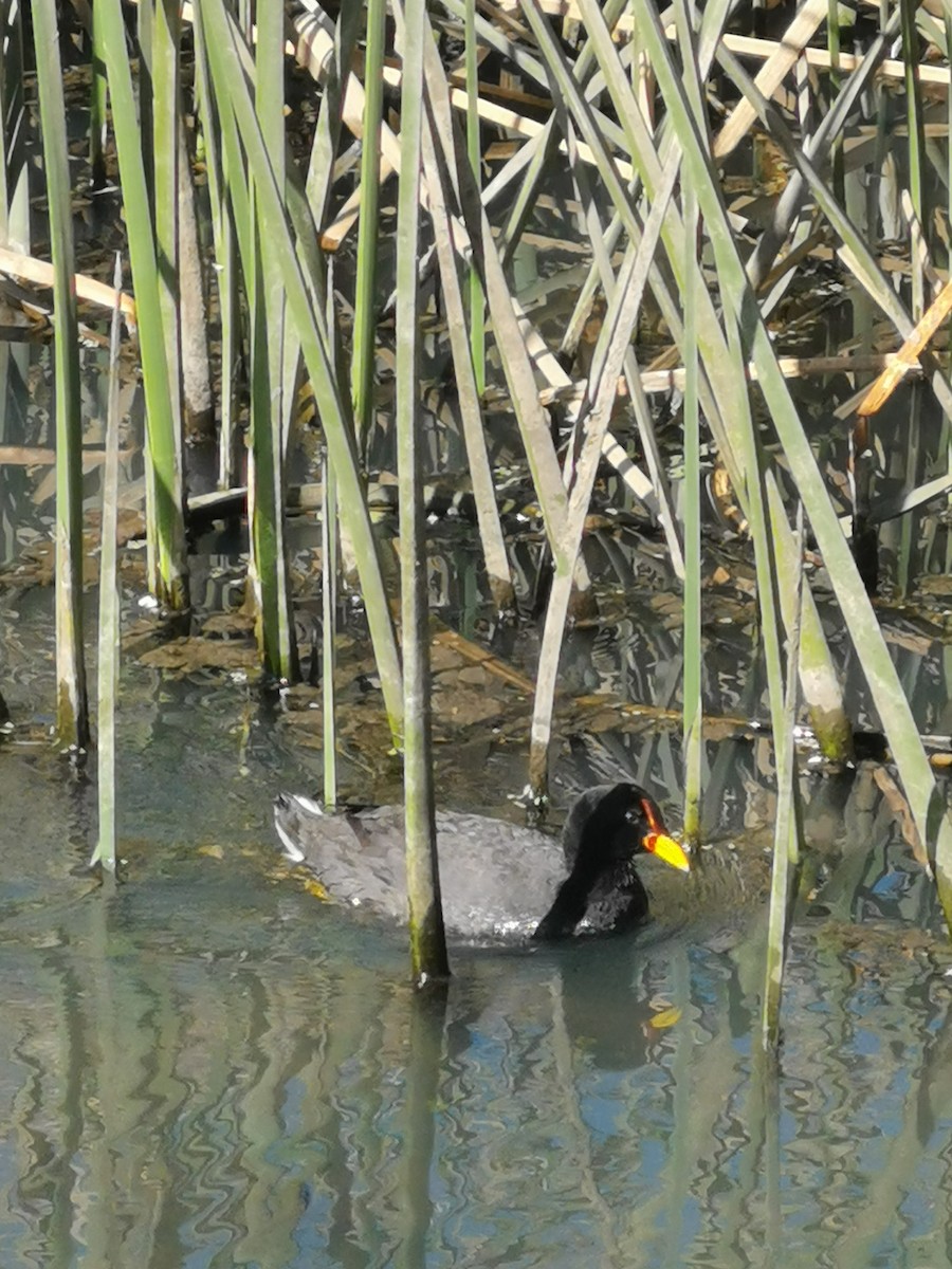 Red-fronted Coot - ML303243361