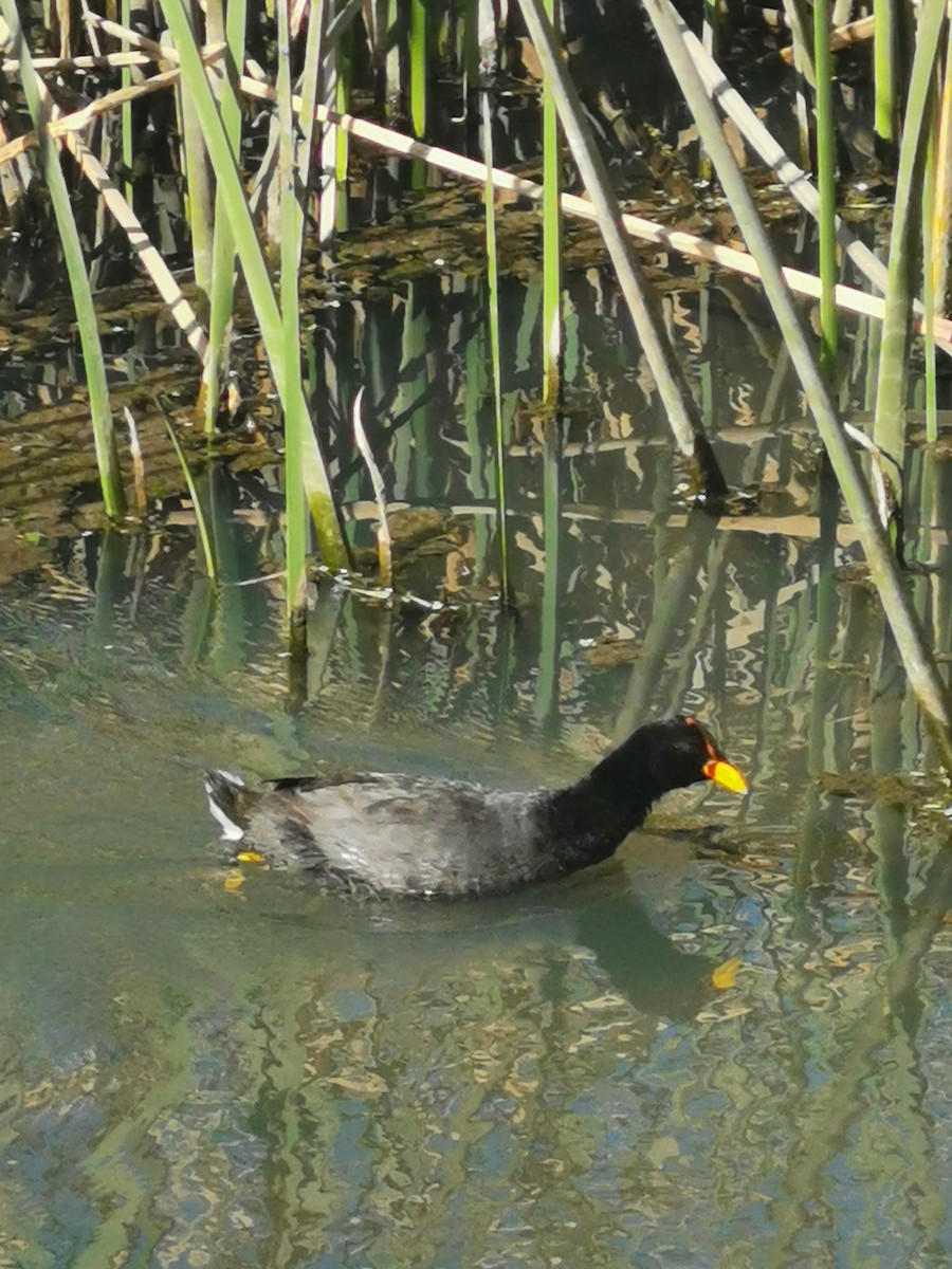 Red-fronted Coot - ML303243371
