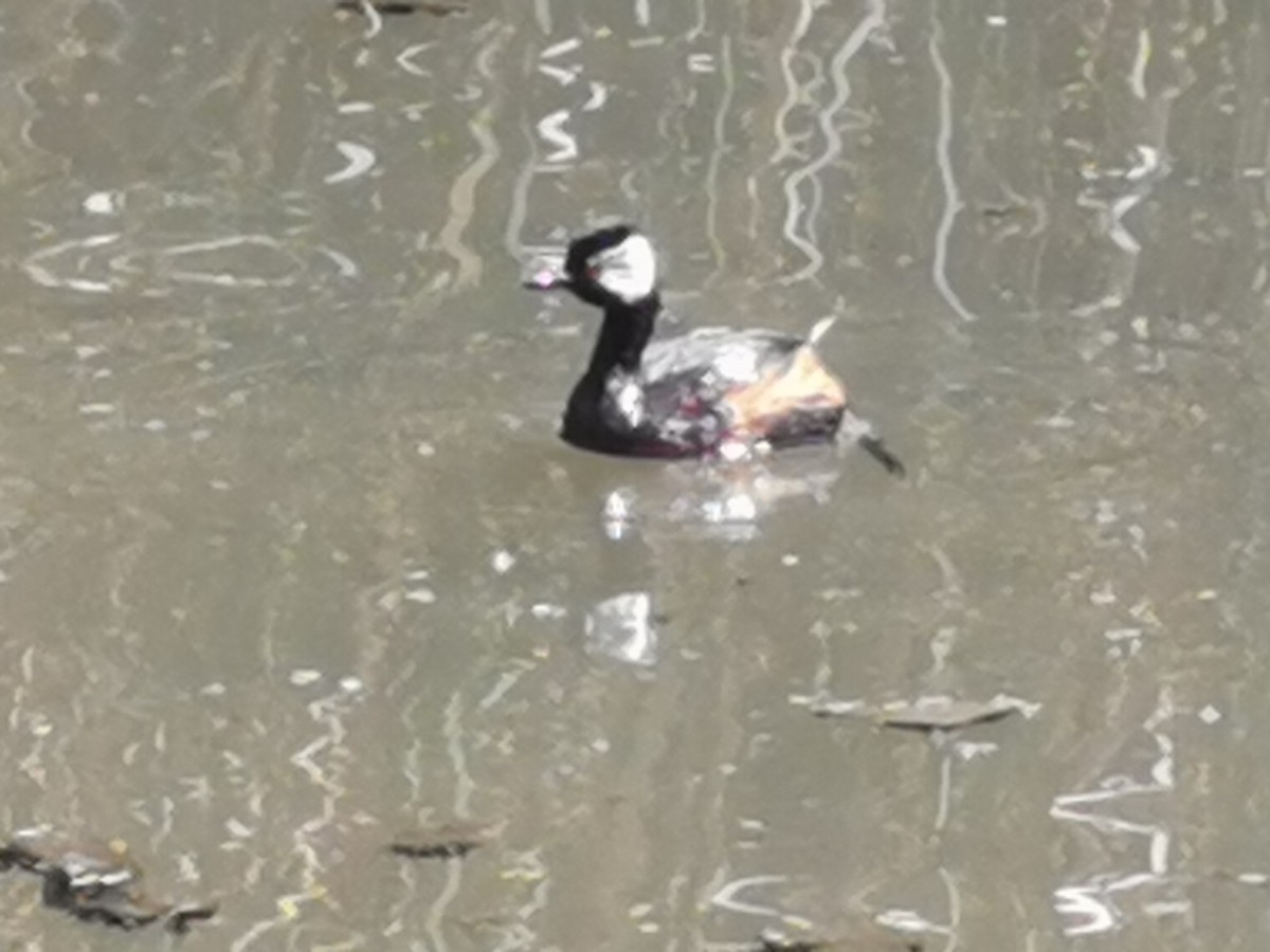 White-tufted Grebe - ML303243991