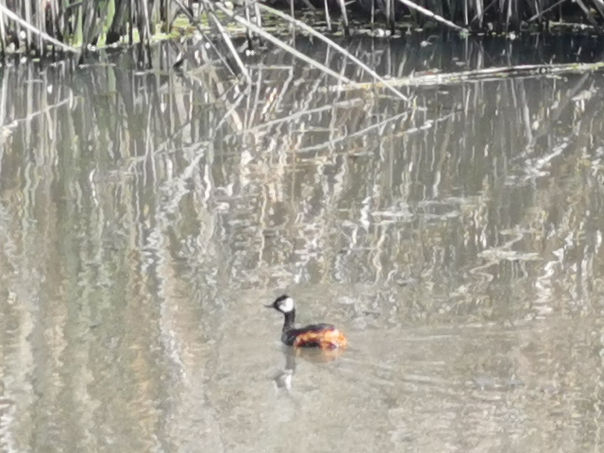 White-tufted Grebe - ML303244011