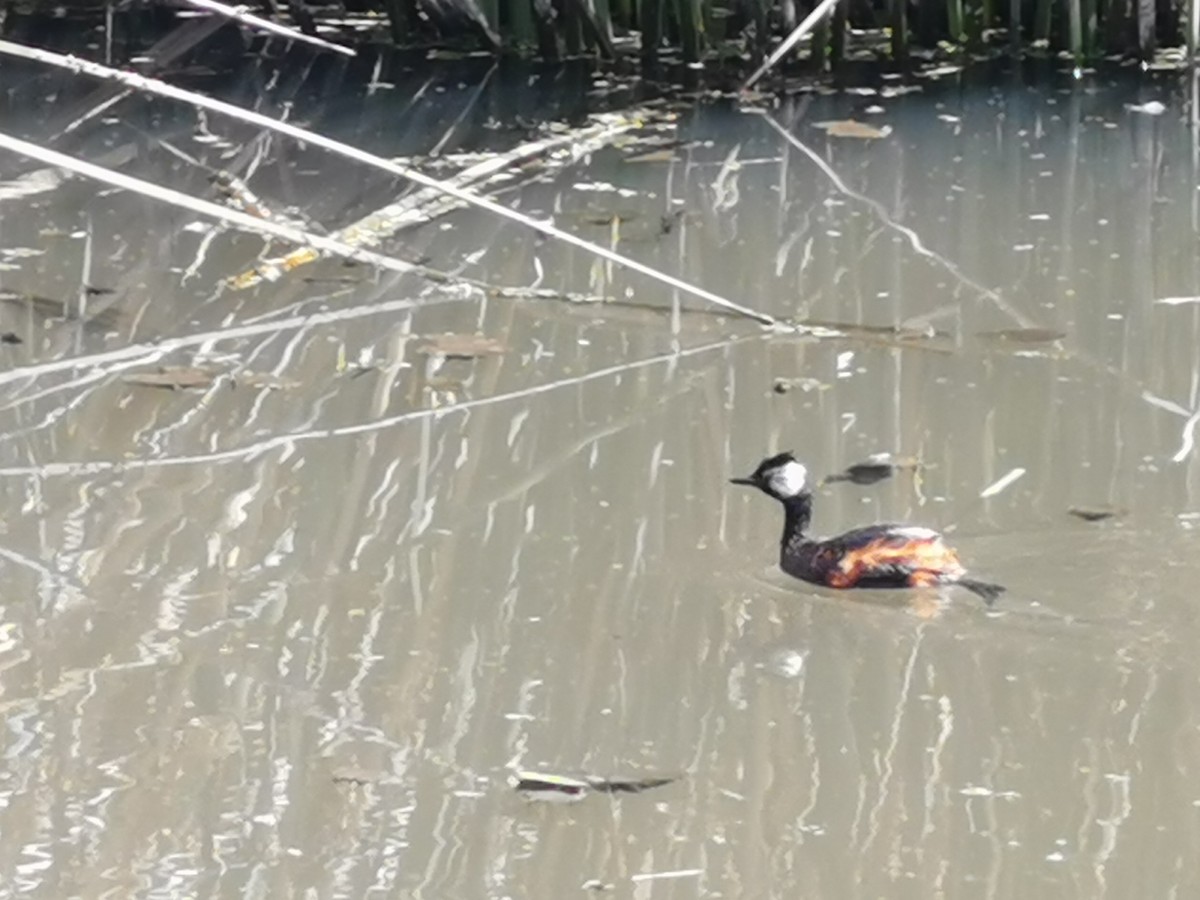 White-tufted Grebe - ML303244021