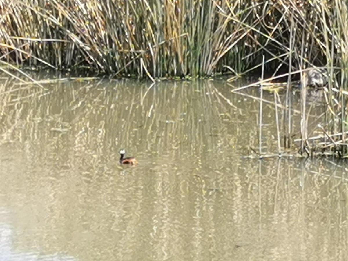 White-tufted Grebe - ML303244031