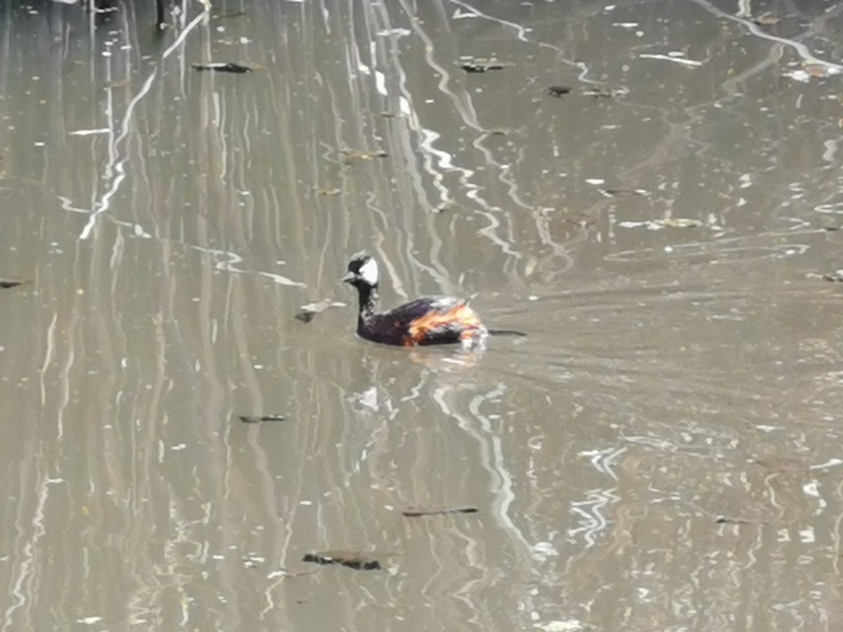 White-tufted Grebe - ML303244041
