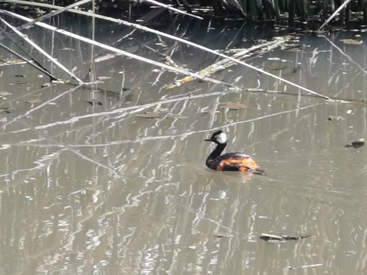 White-tufted Grebe - ML303244071