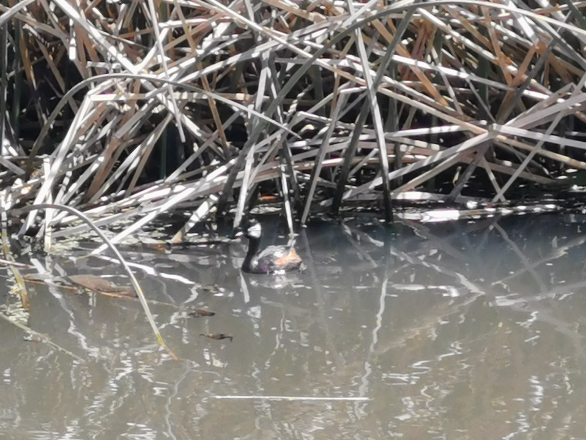 White-tufted Grebe - ML303244151